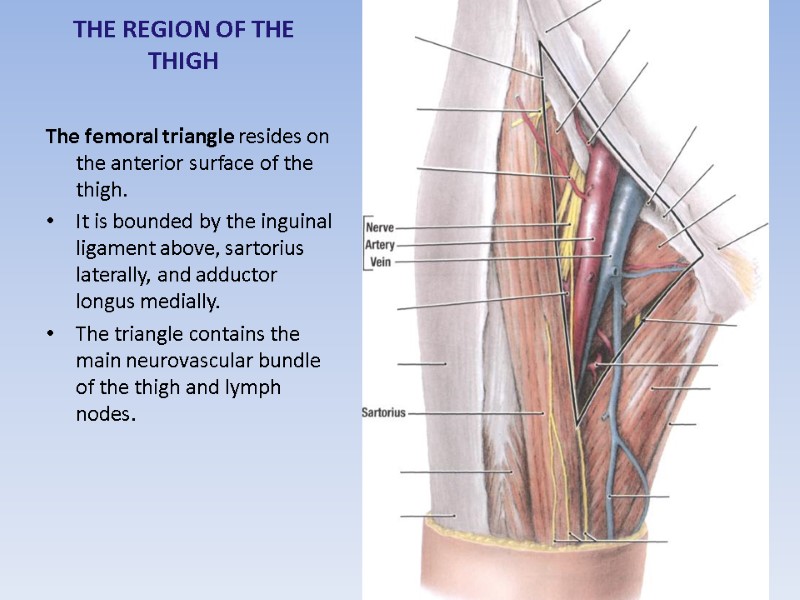 THE REGION OF THE THIGH The femoral triangle resides on the anterior surface of